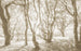 Komar Bleached Birch Vlies Fototapete 400x250cm 4 bahnen | Yourdecoration.de