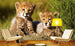 Dimex Cheetah Fototapete 375x250cm 5-Bahnen Sfeer | Yourdecoration.nl