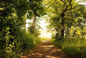 Dimex Forest Path Fototapete 375x250cm 5-Bahnen | Yourdecoration.de