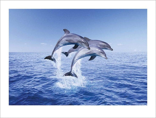 Pyramid Dolphin Trio Kunstdruck 40x50cm | Yourdecoration.de