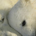 Komar Polar Bears Fototapete 184x127cm | Yourdecoration.de