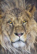 Komar Lion Fototapete 127x184cm | Yourdecoration.de