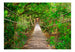 Fototapete - Bridge Amid Greenery - Vliestapete