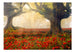 Fototapete - Morning Among Poppies - Vliestapete