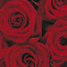 Komar Roses Fototapete 194x270cm | Yourdecoration.de