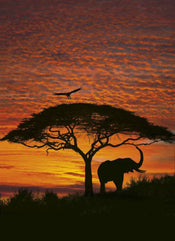 Komar African Sunset Fototapete National Geographic 194x270cm | Yourdecoration.de