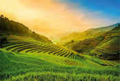 Wizard+Genius Terraced Rice Field In Vietnam Vlies Fototapete 384x260cm 8-bahnen | Yourdecoration.de