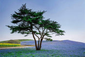 Wizard+Genius Tree in Blue Flower Field in Japan Vlies Fototapete 384x260cm 8-bahnen | Yourdecoration.de