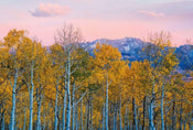 Wizard+Genius Birches and Mountains Vlies Fototapete 384x260cm 8-bahnen | Yourdecoration.de