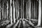 Wizard+Genius Ghost Forest Vlies Fototapete 384x260cm 8-bahnen | Yourdecoration.de