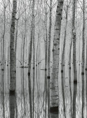 Wizard+Genius Birch Forest In The Water Vlies Fototapete 192x260cm 4-bahnen | Yourdecoration.de