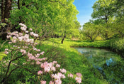 Wizard+Genius Park in the Spring Vlies Fototapete 384x260cm 8-bahnen | Yourdecoration.de