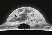 Wizard+Genius Moon and Birds Vlies Fototapete 384x260cm 8-bahnen | Yourdecoration.de