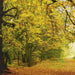 Komar Autumn Forest Fototapete 388x270cm | Yourdecoration.de