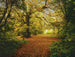 Komar Autumn Forest Fototapete 388x270cm | Yourdecoration.de