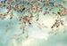 Komar Sakura Fototapete 368x254cm | Yourdecoration.de