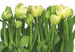 Komar Tulips Fototapete 368x254cm | Yourdecoration.de