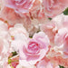 Komar Rosa Fototapete 368x254cm | Yourdecoration.de