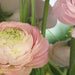 Komar Gentle Rose Fototapete 368x254cm | Yourdecoration.de