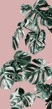 Komar Monstera Rose Groen Vlies Fototapete 100x250cm 1-bahn | Yourdecoration.de