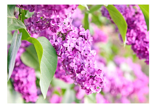 Fototapete - Lilac Flowers - Vliestapete