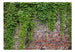 Fototapete - Brick and Ivy - Vliestapete