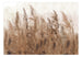 Fototapete - Tall Grasses Brown - Vliestapete