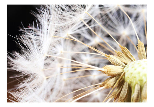 Fototapete - Fluffy Dandelion - Vliestapete