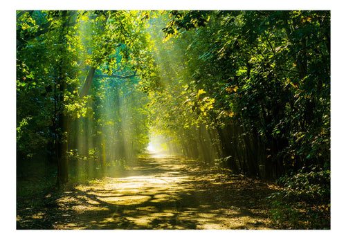 Fototapete - Road in Sunlight - Vliestapete