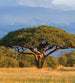 Dimex Acacia Tree Fototapete 225x250cm 3-Bahnen | Yourdecoration.de