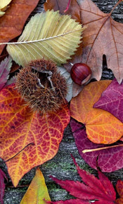 Dimex Autumn Leaves Fototapete 150x250cm 2-Bahnen | Yourdecoration.de