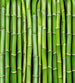 Dimex Bamboo Fototapete 225x250cm 3-Bahnen | Yourdecoration.de