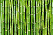 Dimex Bamboo Fototapete 375x250cm 5-Bahnen | Yourdecoration.de