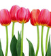 Dimex Bed of Tulips Fototapete 225x250cm 3-Bahnen | Yourdecoration.de