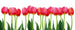 Dimex Bed of Tulips Fototapete 375x150cm 5-Bahnen | Yourdecoration.de