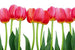 Dimex Bed of Tulips Fototapete 375x250cm 5-Bahnen | Yourdecoration.de