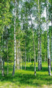 Dimex Birch Grow Fototapete 150x250cm 2-Bahnen | Yourdecoration.de