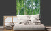 Dimex Birch Grow Fototapete 225x250cm 3-Bahnen Sfeer | Yourdecoration.nl