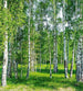 Dimex Birch Grow Fototapete 225x250cm 3-Bahnen | Yourdecoration.de