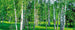 Dimex Birch Grow Fototapete 375x150cm 5-Bahnen | Yourdecoration.de