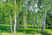 Dimex Birch Grow Fototapete 375x250cm 5-Bahnen | Yourdecoration.de