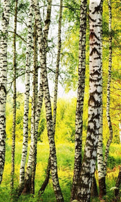 Dimex Birch Path Fototapete 150x250cm 2-Bahnen | Yourdecoration.de