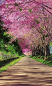 Dimex Blossom Alley Fototapete 150x250cm 2-Bahnen | Yourdecoration.de