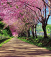 Dimex Blossom Alley Fototapete 225x250cm 3-Bahnen | Yourdecoration.de