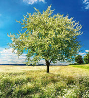 Dimex Blossom Tree Fototapete 225x250cm 3-Bahnen | Yourdecoration.de