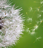 Dimex Blowing Dandelion Fototapete 225x250cm 3-Bahnen | Yourdecoration.de