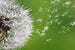 Dimex Blowing Dandelion Fototapete 375x250cm 5-Bahnen | Yourdecoration.de