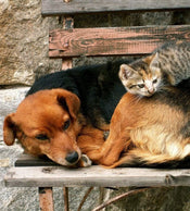 Dimex Cat and Dog Fototapete 225x250cm 3-Bahnen | Yourdecoration.de