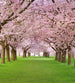 Dimex Cherry Trees Fototapete 225x250cm 3-Bahnen | Yourdecoration.de