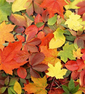 Dimex Colourful Leaves Fototapete 225x250cm 3-Bahnen | Yourdecoration.de